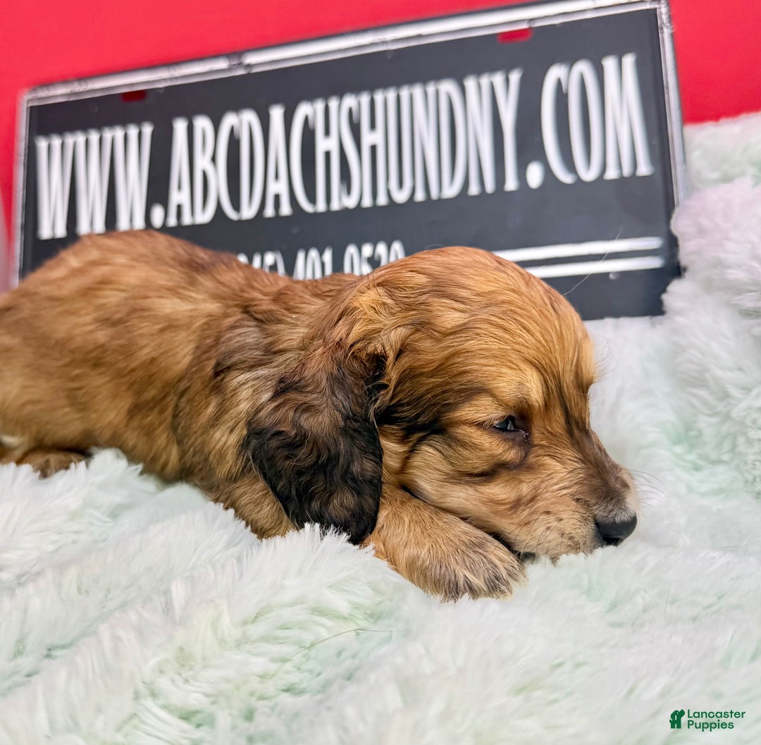 Miniature Dachshund dogs for sale: Cream/red - Ad 2