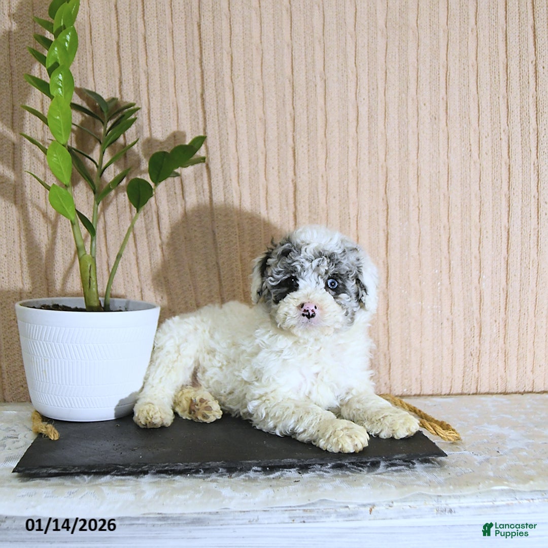 Mini Bernedoodle dogs for sale: Romeo - Ad 4