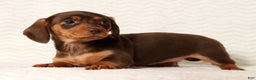 Miniature Dachshund dogs for sale: Remi - Ad 5