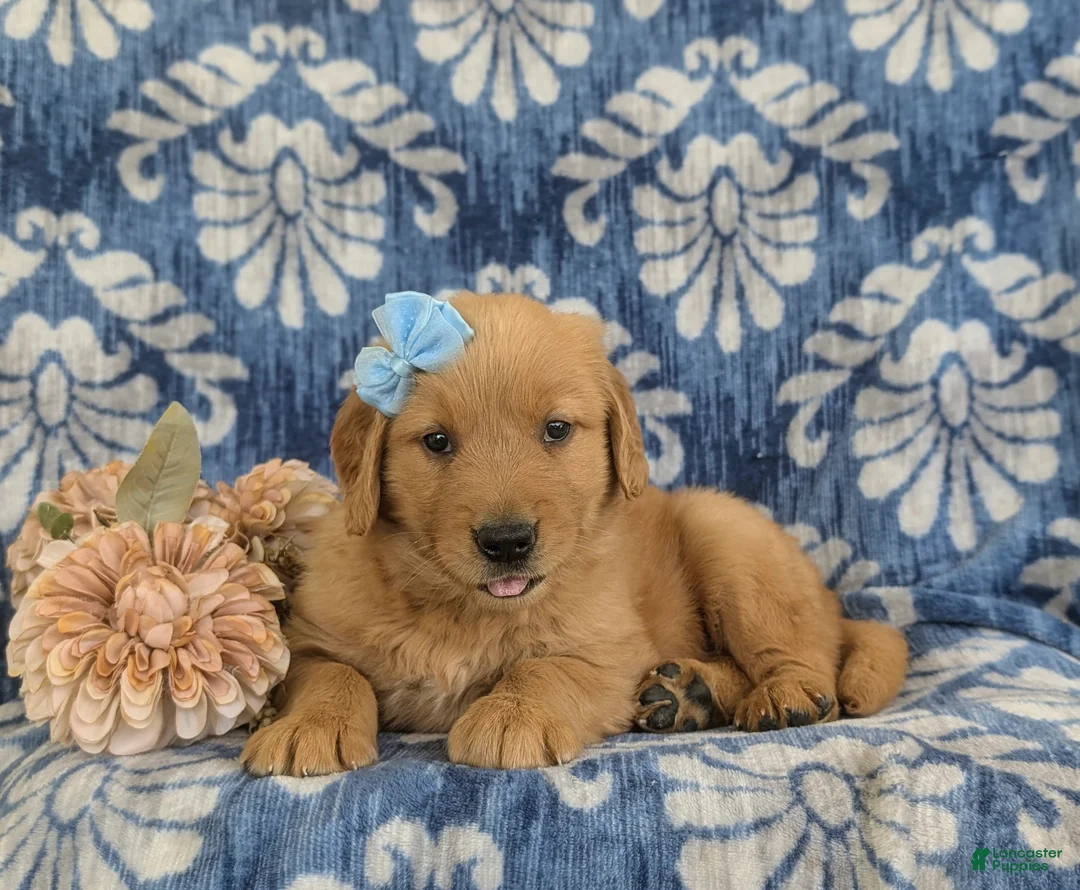 Golden Retriever dogs for sale: Malina - Ad 6
