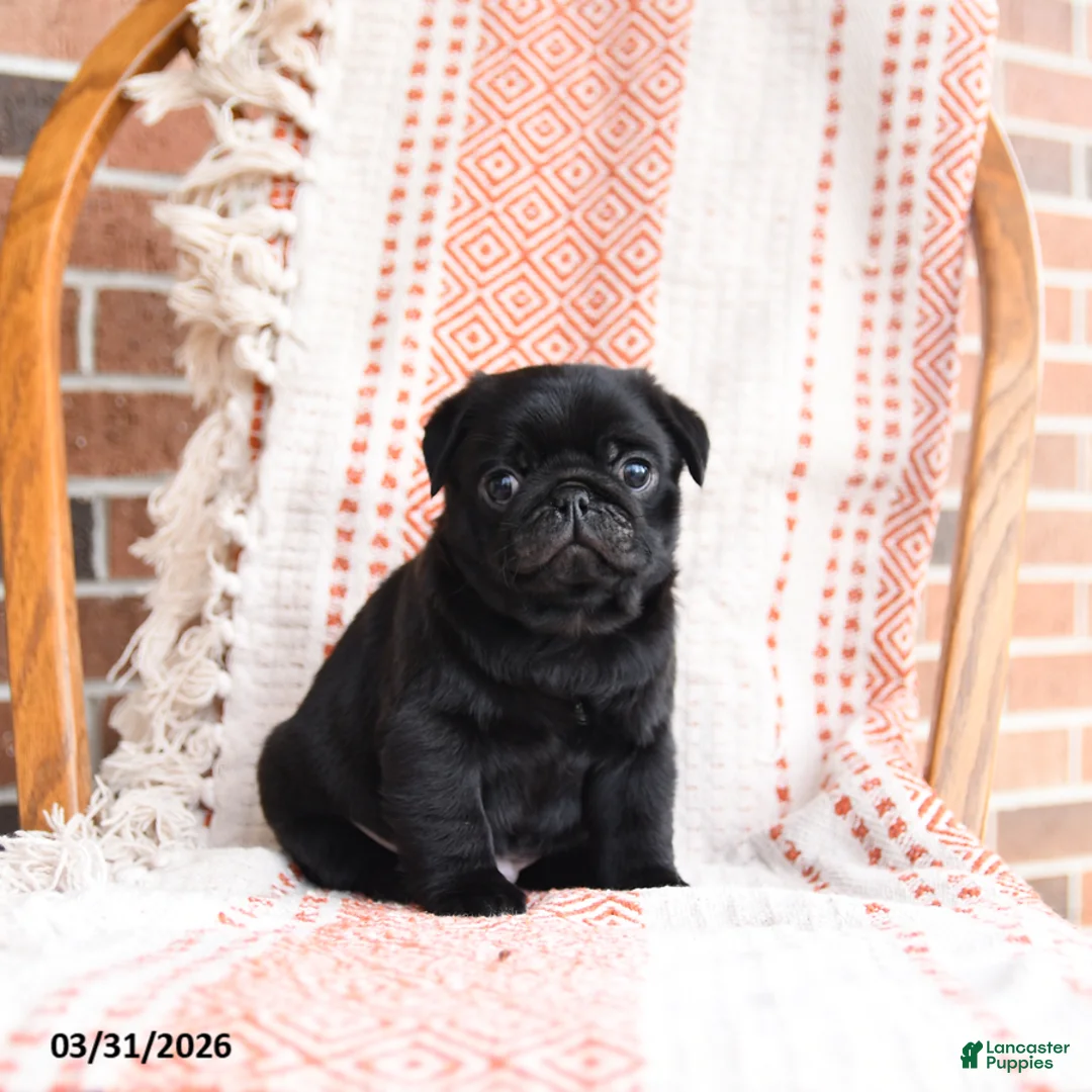 Pug dogs for sale: Oscar - Ad 3