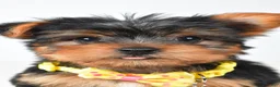 Yorkshire Terrier dogs for sale: Robby - Ad 7