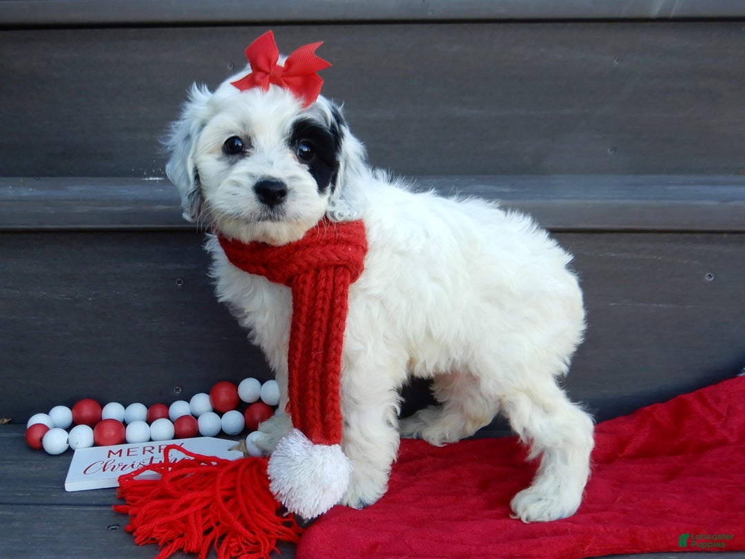 Cockapoo dogs for sale: Luka - Ad 13