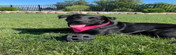 Labrador Retriever dogs for sale: Labrador Retriever 7 - Ad 2