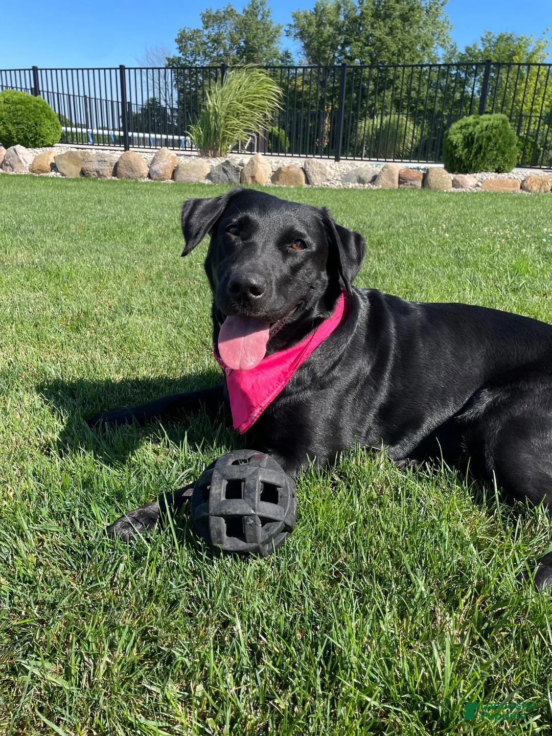 Labrador Retriever dogs for sale: Labrador Retriever 7 - Ad 2