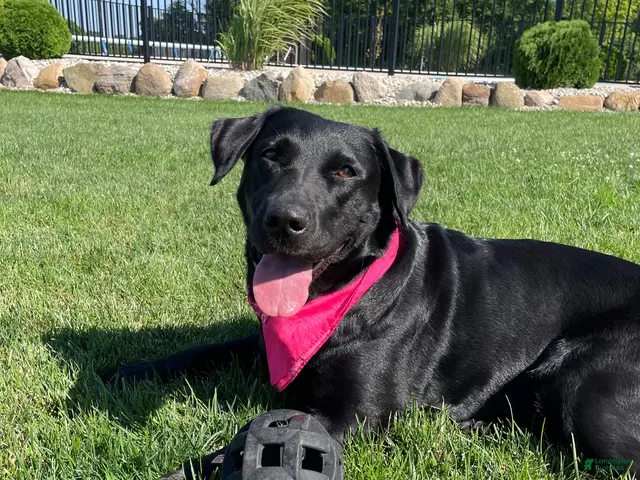 Labrador Retriever dogs for sale: Labrador Retriever 6 - Ad 2