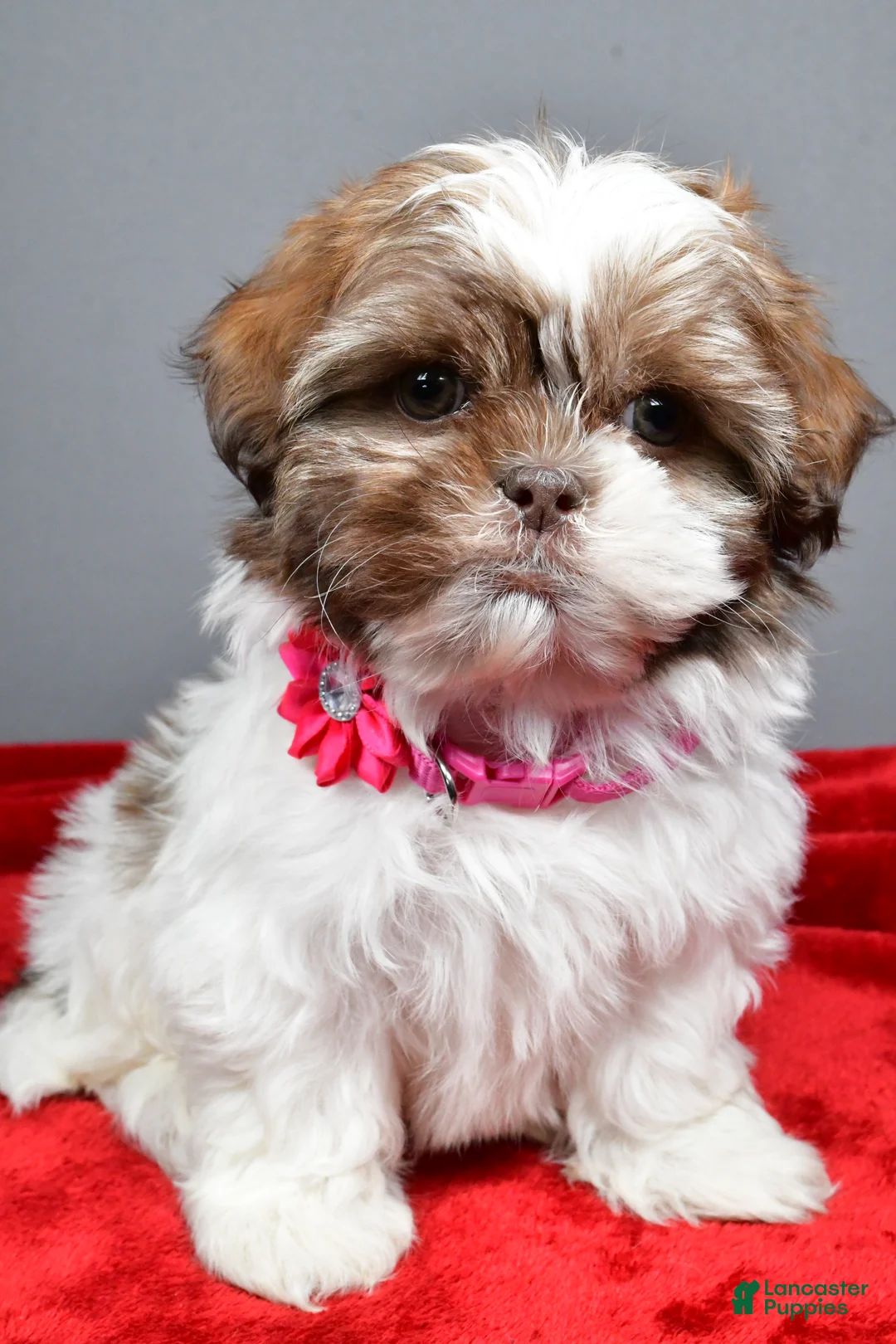 Shih Tzu dogs for sale: April - Ad 6