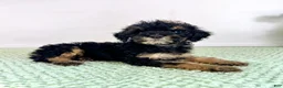 Bernedoodle dogs for sale: Sabrina - Ad 4
