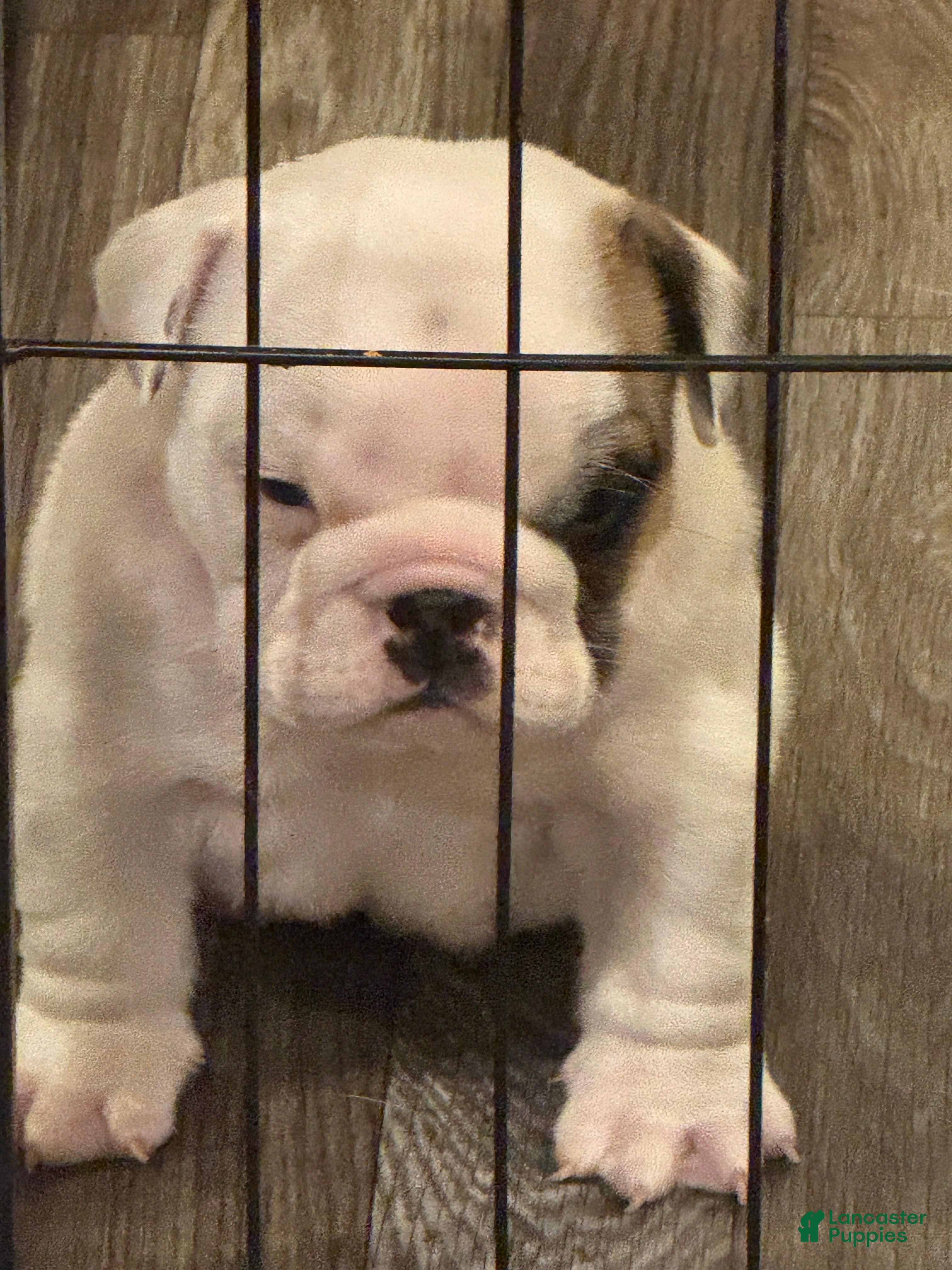 English Bulldog dogs for sale: English Bulldog 1 - Ad 1