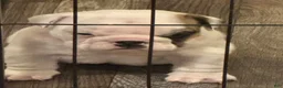 English Bulldog dogs for sale: English Bulldog 1 - Ad 1
