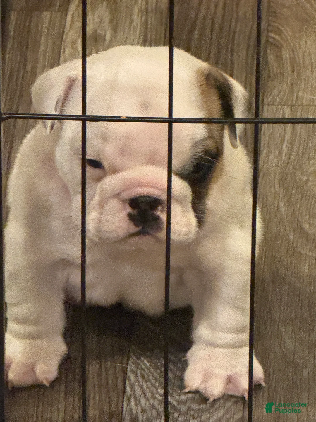 English Bulldog dogs for sale: English Bulldog 1 - Ad 1