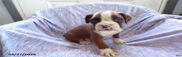 Boxer dogs for sale: Darcy - Ad 3