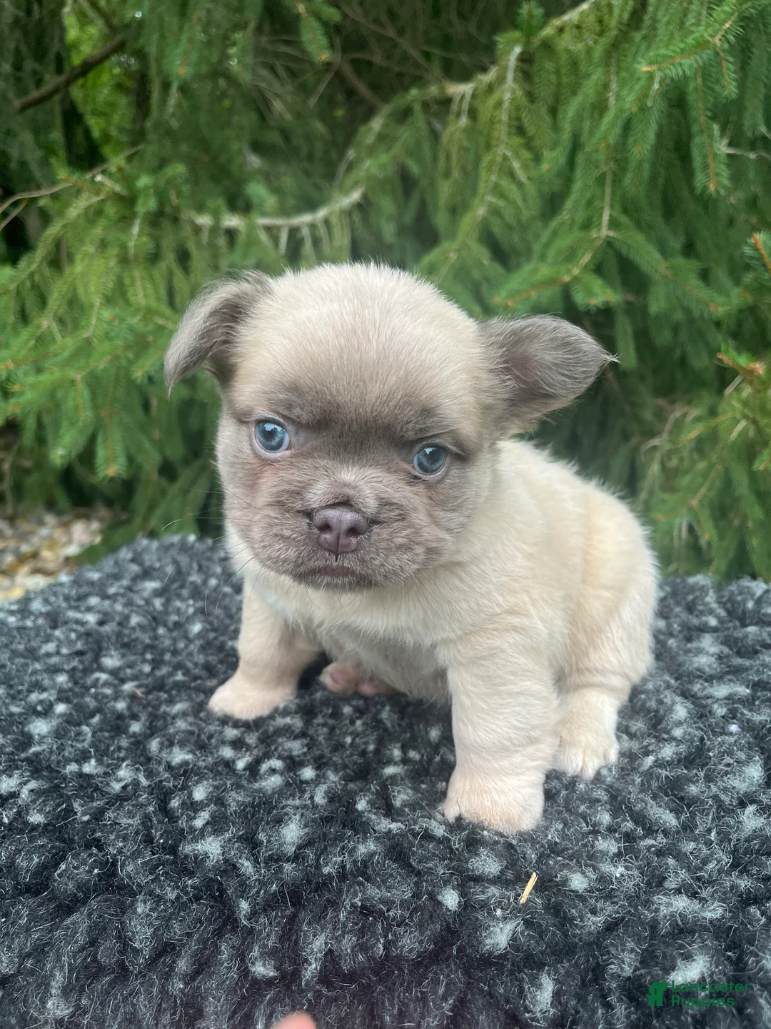 French Bulldog dogs for sale: Milo - Ad 2