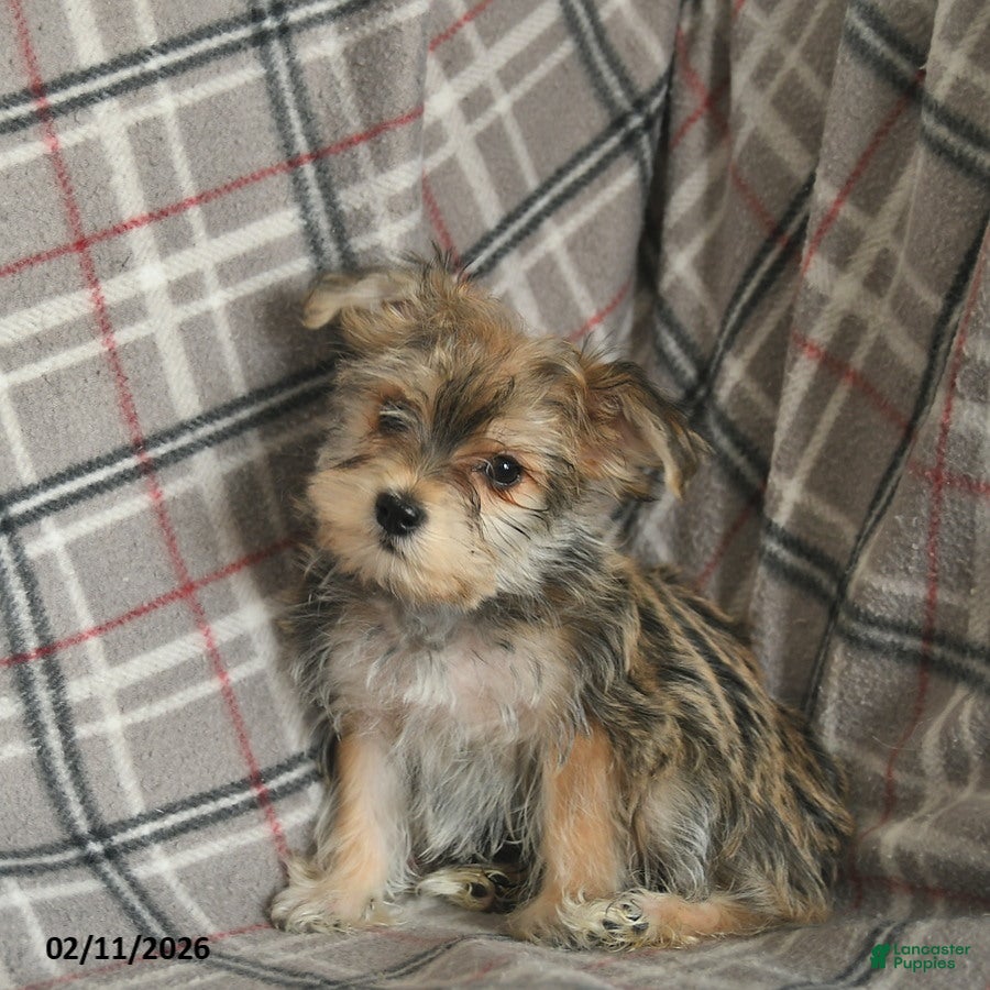 Morkie dogs Nash - Ad 5