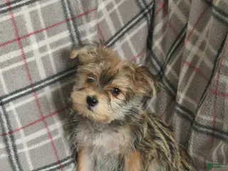 Morkie dogs Nash - Ad 5