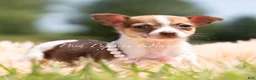 Chihuahua dogs for sale: Pom Pom - Ad 4