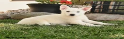 German Shepherd dogs for sale: France - Ad 4