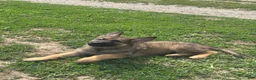 German Shepherd dogs for sale: German Shepherd 2 - Ad 2