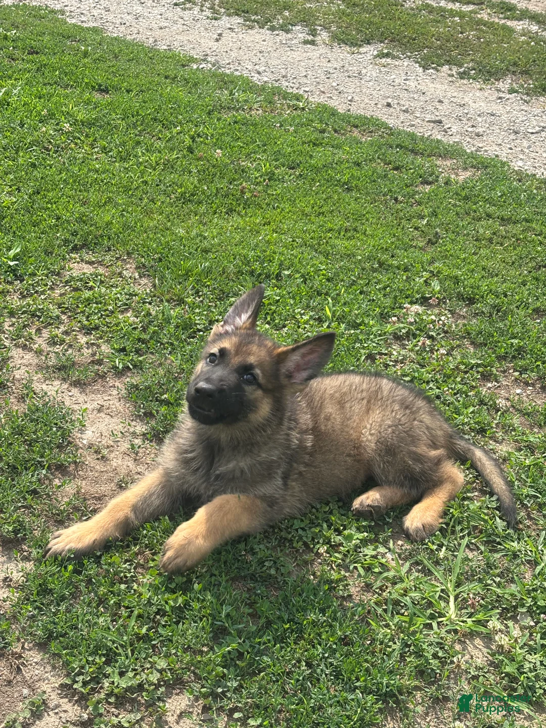 German Shepherd dogs for sale: German Shepherd 2 - Ad 2
