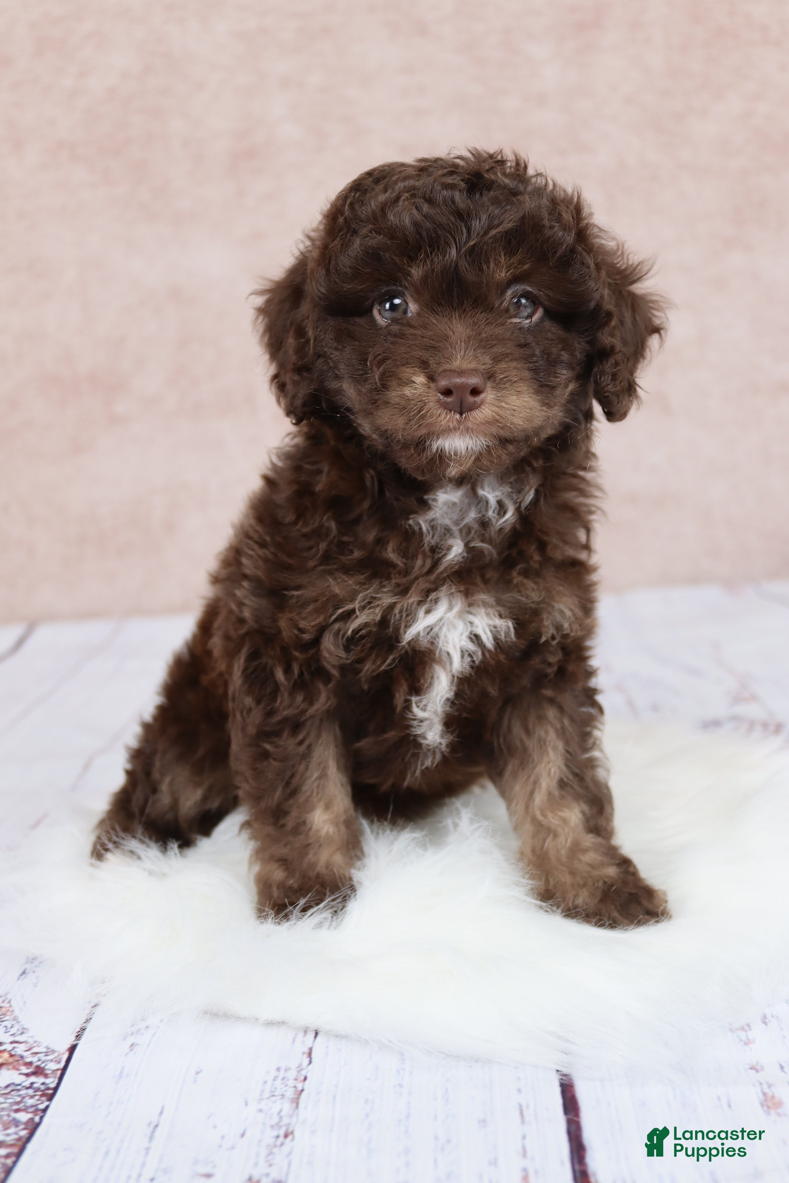 Cavapoo dogs F1B  Nutmeg - Ad 1