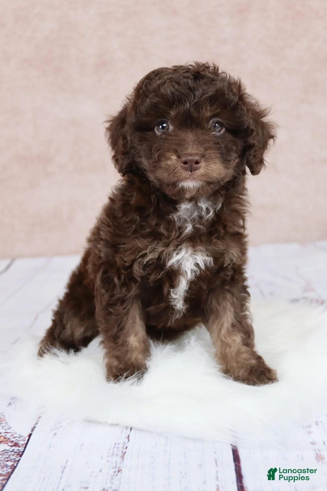 Cavapoo dogs for sale: F1B  Nutmeg - Ad 1