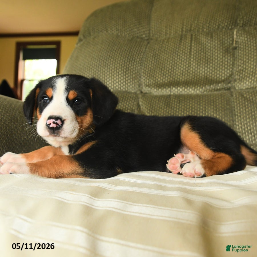Greater Swiss Mountain Dog dogs Cooper - Ad 2