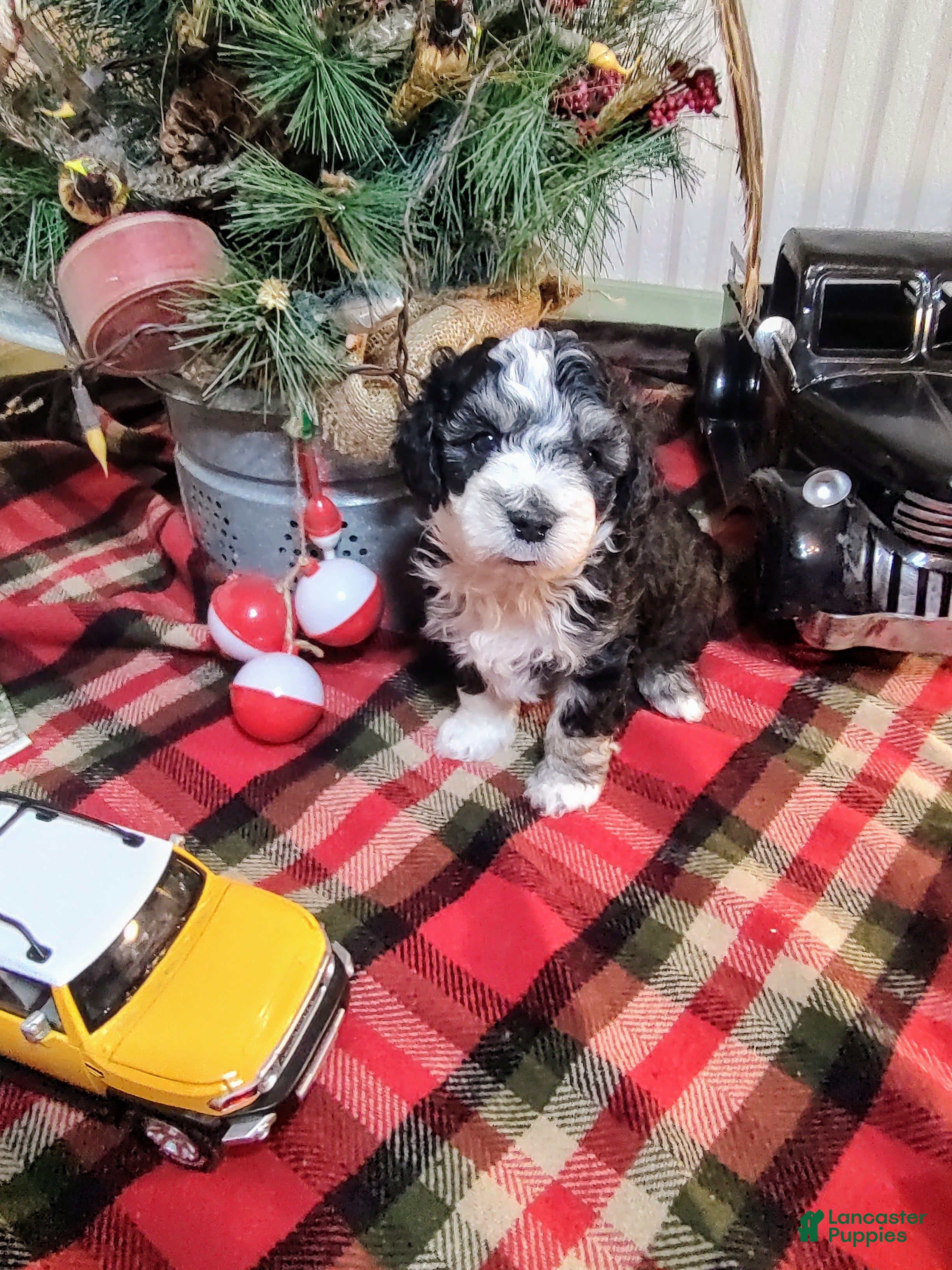 Mini Sheepadoodle dogs Pierre - Ad 13