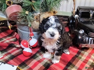 Mini Sheepadoodle dogs Pierre - Ad 8