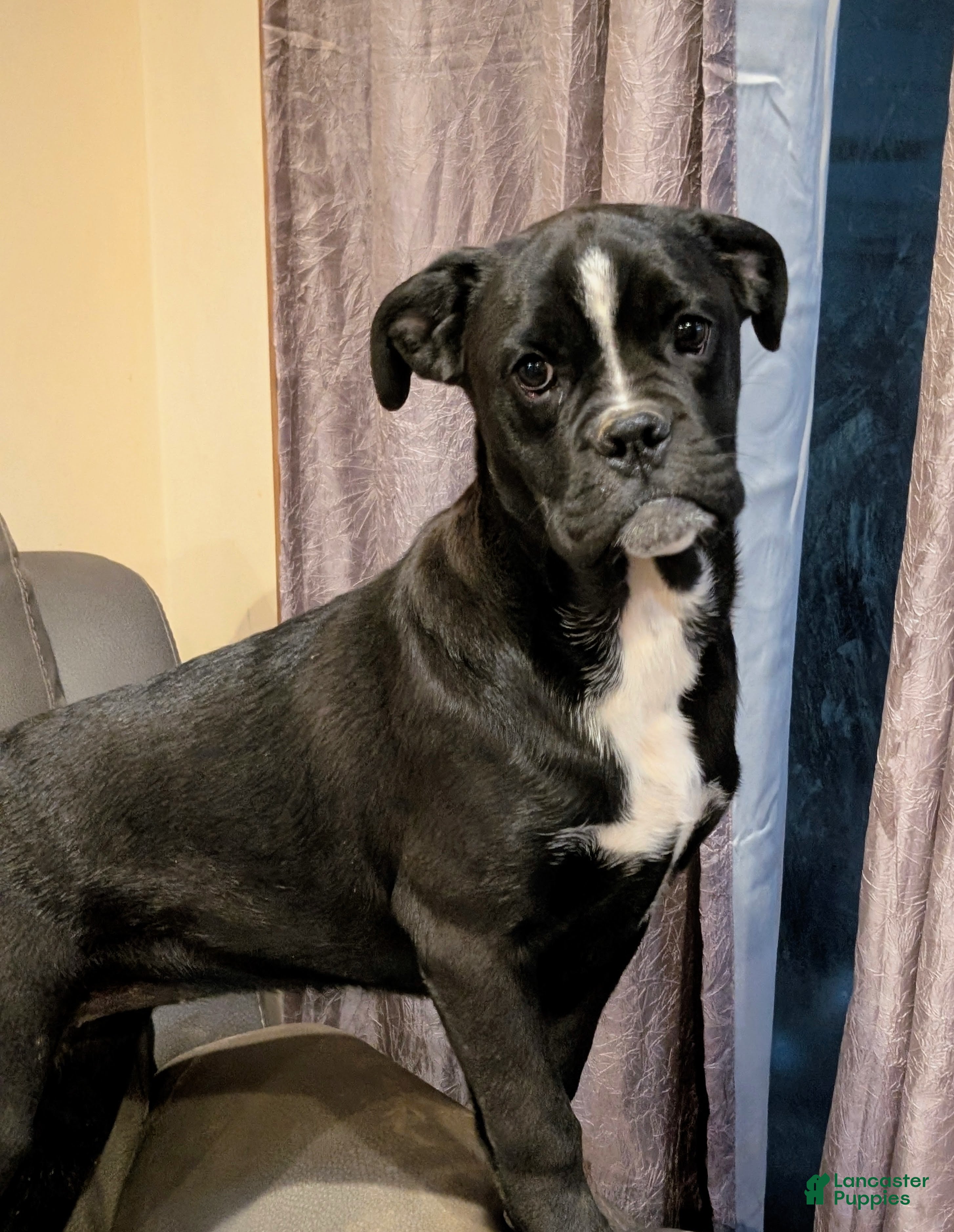 Mixed Breed dogs Taylor - Ad 11