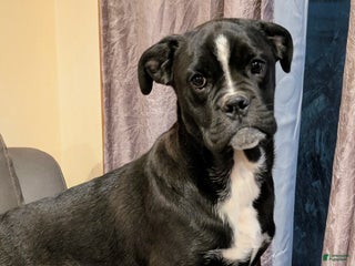 Mixed Breed dogs Taylor - Ad 25