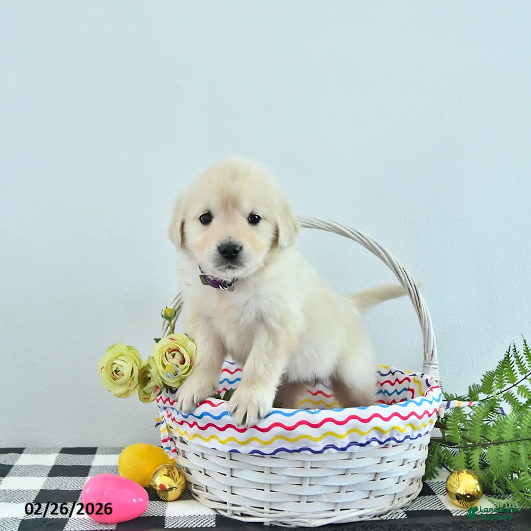 Golden Retriever dogs for sale: Mia  - Ad 2