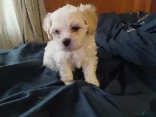 Teddy Bear dogs Teddy Bear Puppy 4 - Ad 39