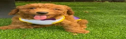 Miniature Poodle dogs for sale: Remy - Ad 5