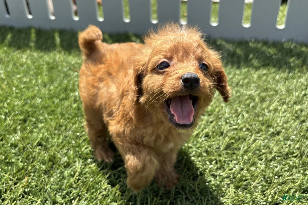 Mini Goldendoodle dogs for sale: Nathan - Ad 2