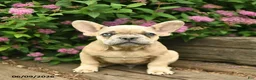French Bulldog dogs for sale: Levi - Ad 4