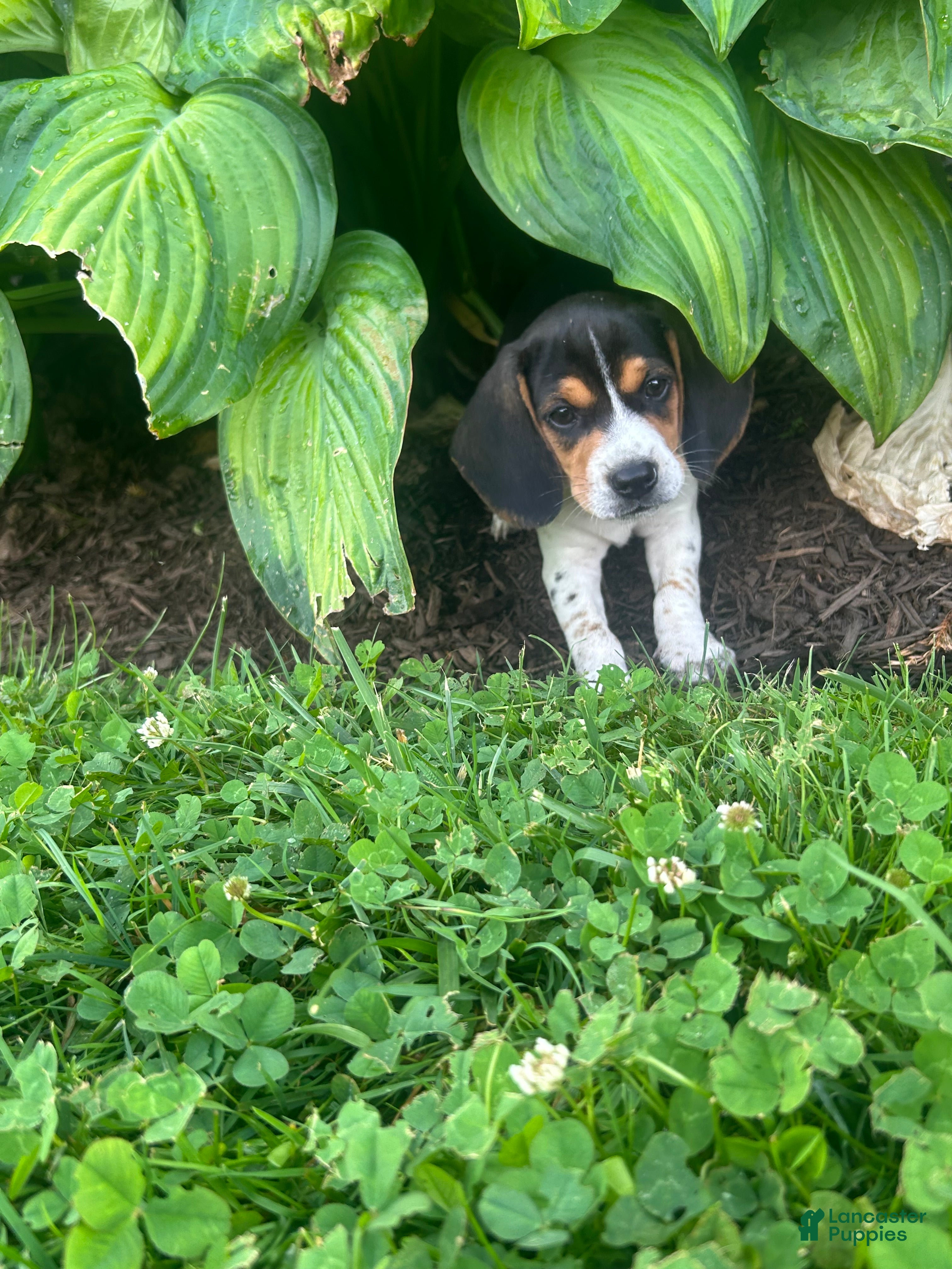 Beagle dogs Anchor  - Ad 2
