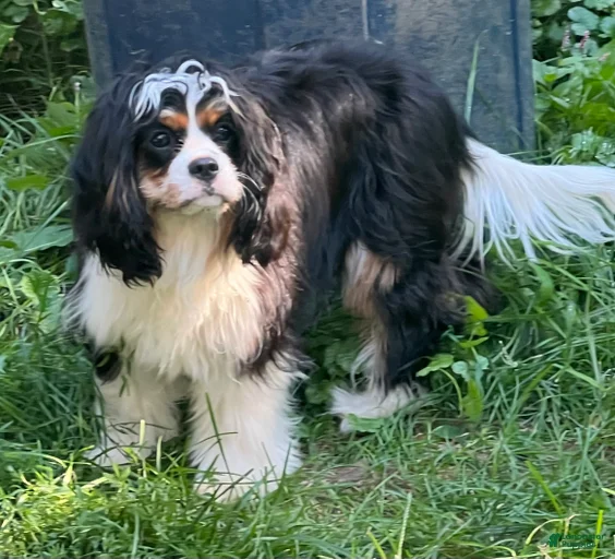 Gallery Image {{count}}