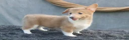Welsh Corgi Pembroke dogs for sale: Misty - Ad 5