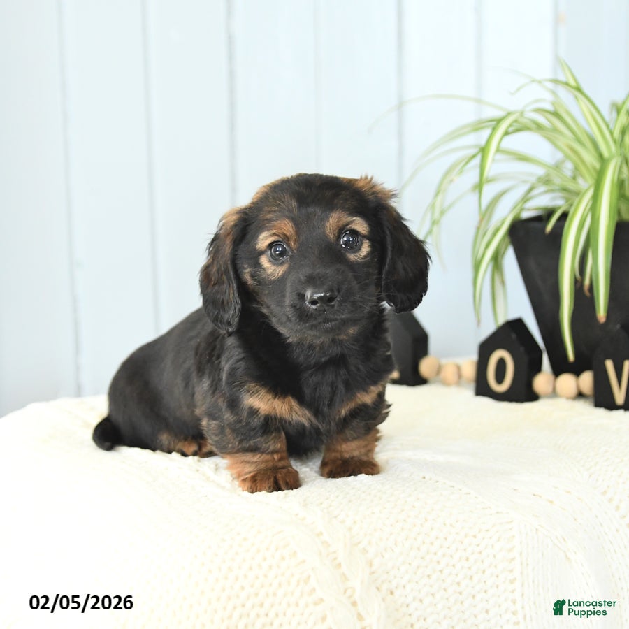 Miniature Dachshund dogs Scout - Ad 19