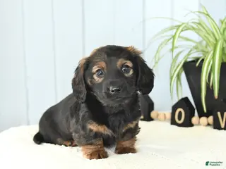 Miniature Dachshund dogs Scout - Ad 19