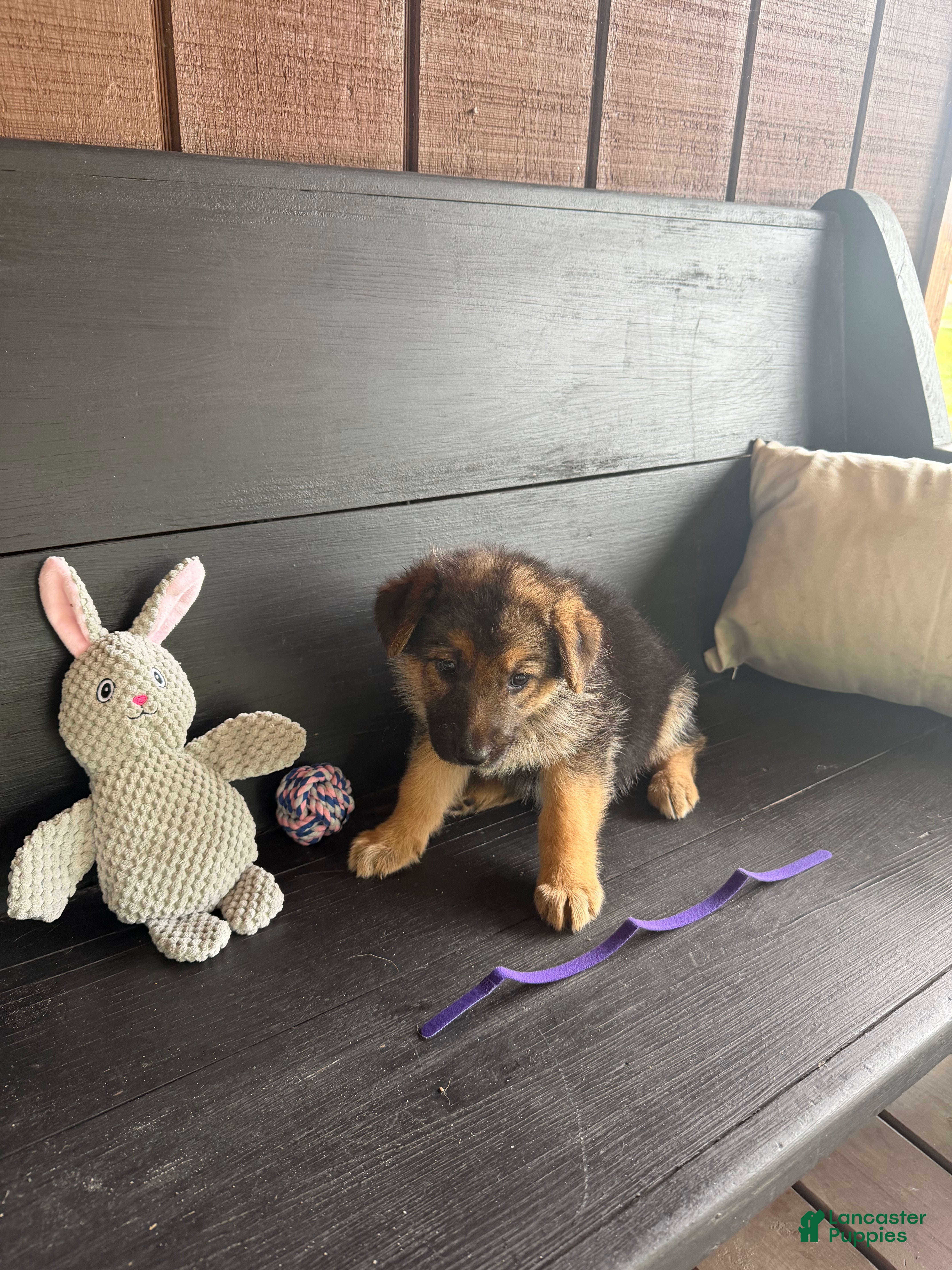 German Shepherd dogs Piper - Ad 9
