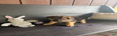 Piper
