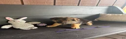 German Shepherd dogs for sale: Piper - Ad 1