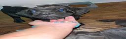Cane Corso dogs for sale: Cane Corso 1 (black brindle) - Ad 2
