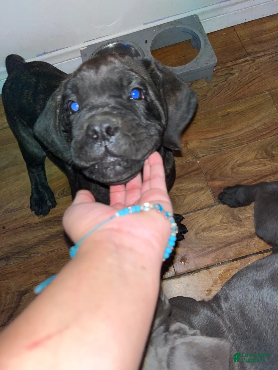 Cane Corso dogs for sale: Cane Corso 1 (black brindle) - Ad 2