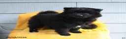 Pomeranian dogs for sale: Tootsie - Ad 4