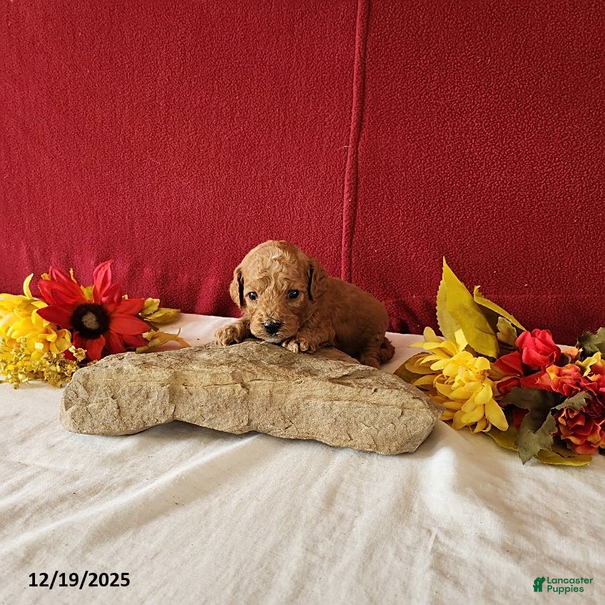 Cavapoo dogs Tango - Ad 4