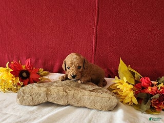 Cavapoo dogs Tango - Ad 4