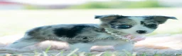 Chihuahua dogs for sale: Night sky - Ad 5