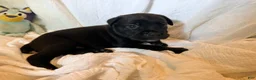 Cane Corso dogs for sale: Crowley AKC yellow/orange collar - Ad 28